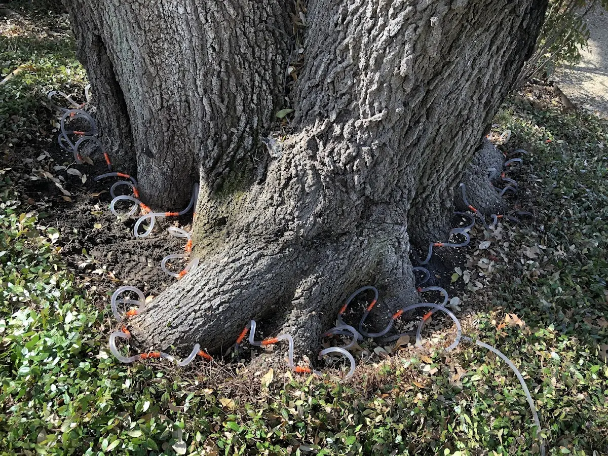 Detailed Tree Cabling and Bracing job site in Chowchilla